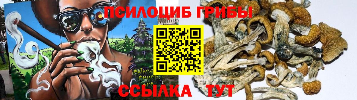 Псилоцибиновые грибы Psilocybe Лесной